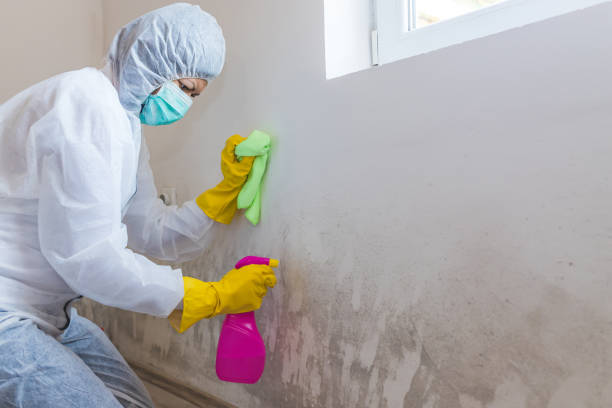 Best Industrial Mold Remediation  in Hampton Manor, NY